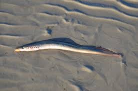 Image result for Lampetra fluviatilis