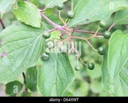 Attēlu rezultāti vaicājumam “Cornus sanguinea fruit”