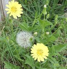 Attēlu rezultāti vaicājumam “Hypochaeris radicata”