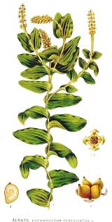 Attēlu rezultāti vaicājumam “Potamogeton perfoliatus”