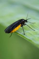 Attēlu rezultāti vaicājumam “Sciara analis”