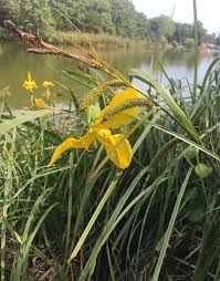Attēlu rezultāti vaicājumam “Carex acuta leaf”