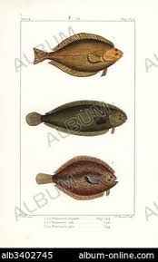 Image result for Limanda limanda