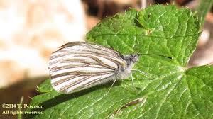 Attēlu rezultāti vaicājumam “Pieris napi”