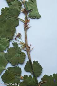 Attēlu rezultāti vaicājumam “Ribes uva-crispa leaf”