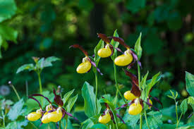 Attēlu rezultāti vaicājumam “Cypripedium calceolus flower”