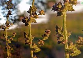 Attēlu rezultāti vaicājumam “Atriplex calotheca leaf”