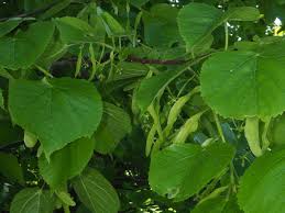 Attēlu rezultāti vaicājumam “Tilia platyphyllos subsp. platyphyllos”