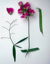 Attēlu rezultāti vaicājumam “Lathyrus latifolius fruit”