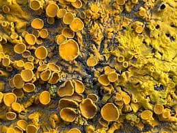 Attēlu rezultāti vaicājumam “Xanthoriicola physciae”