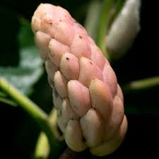 Attēlu rezultāti vaicājumam “Magnolia acuminata bud”