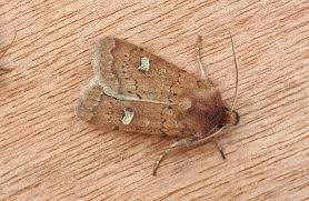 Attēlu rezultāti vaicājumam “Rusina ferruginea male”