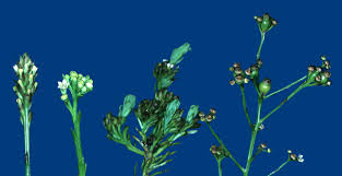 Attēlu rezultāti vaicājumam “Thesium ebracteatum leaf”