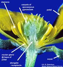 Attēlu rezultāti vaicājumam “Ranunculaceae”