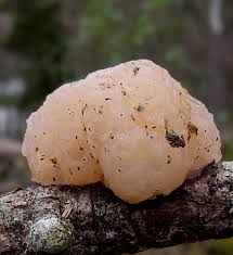 Attēlu rezultāti vaicājumam “Tremella encephala”