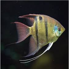 Attēlu rezultāti vaicājumam “Blepharidopterus angulatus imago”