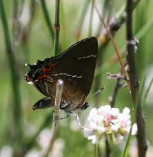 Attēlu rezultāti vaicājumam “Satyrium w-album”