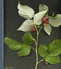 Attēlu rezultāti vaicājumam “Rubus idaeus”