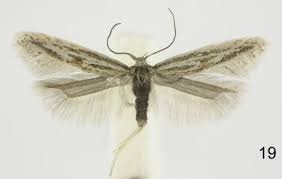 Attēlu rezultāti vaicājumam “Colostygia pectinataria female”