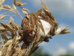 Attēlu rezultāti vaicājumam “Xysticus bifasciatus female”
