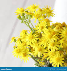 Attēlu rezultāti vaicājumam “Jacobaea vulgaris flower”