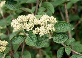 Attēlu rezultāti vaicājumam “Viburnum lantana”