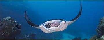 Image result for Manta Divers Sub-Aqua Club