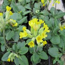Attēlu rezultāti vaicājumam “Primula veris leaf”