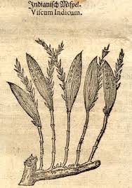 Attēlu rezultāti vaicājumam “Mucronella subtilis”