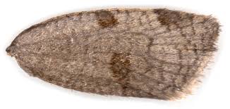 Attēlu rezultāti vaicājumam “Lozotaenia forsterana”