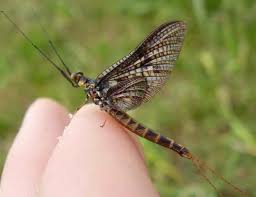 Attēlu rezultāti vaicājumam “Ephemera vulgata”