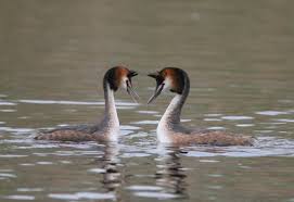 Attēlu rezultāti vaicājumam “Podiceps cristatus adult”