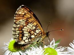 Attēlu rezultāti vaicājumam “Mellicta athalia underside”
