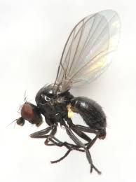 Attēlu rezultāti vaicājumam “Phytomyza minuscula”