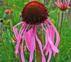 Image result for Echinacea pallida