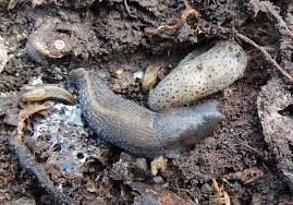 Attēlu rezultāti vaicājumam “Limax cinereoniger”