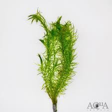 Attēlu rezultāti vaicājumam “Najas tenuissima leaf”