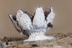 Attēlu rezultāti vaicājumam “Diderma deplanatum”