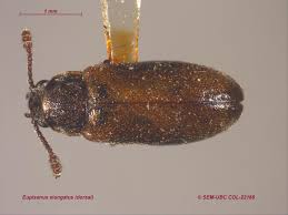 Attēlu rezultāti vaicājumam “Tetratomidae”