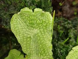 Attēlu rezultāti vaicājumam “Conocephalum salebrosum”