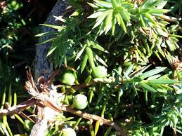 Attēlu rezultāti vaicājumam “Juniperus communis leaf”