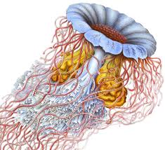 Image result for ernst haeckel