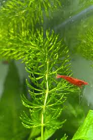 Attēlu rezultāti vaicājumam “Ceratophyllum demersum”