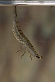 Attēlu rezultāti vaicājumam “Acilius sulcatus female”