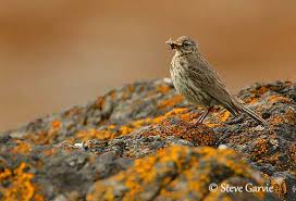 Attēlu rezultāti vaicājumam “Anthus petrosus adult”