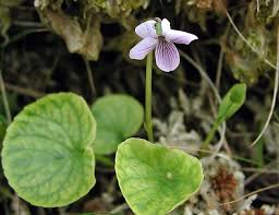 Attēlu rezultāti vaicājumam “Viola palustris flower”