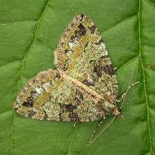 Attēlu rezultāti vaicājumam “Hydriomena furcata”