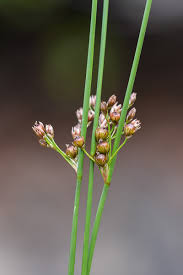 Attēlu rezultāti vaicājumam “Juncus filiformis”