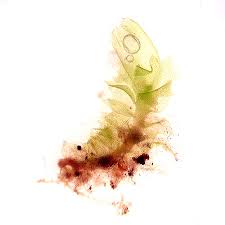 Attēlu rezultāti vaicājumam “Lophozia ascendens”