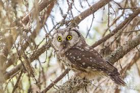 Image result for Aegolius funereus